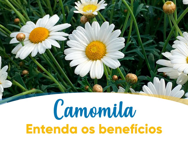 Camomila  bom para qu? Entenda para que serve e todos benefcios!